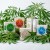 CANNALINE CBD Anti-Aging Serum z kawiorem i olejem konopnym 50 ml